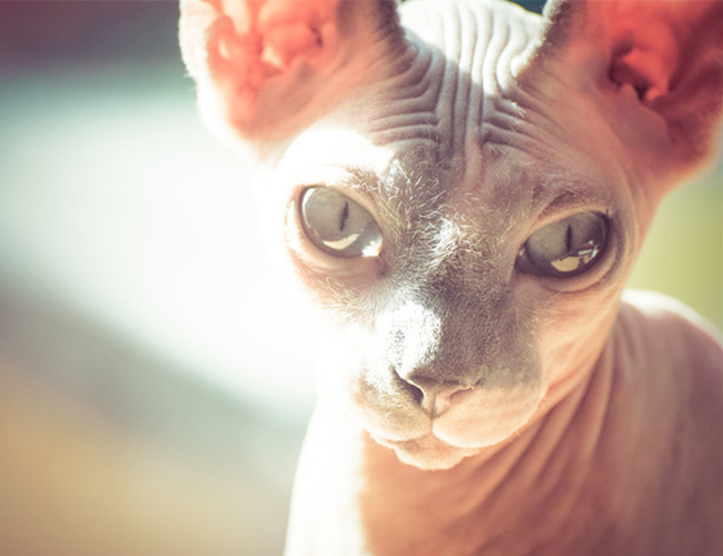 斯芬克斯猫多少钱一只