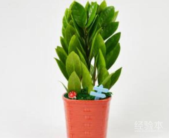 金钱树叶插繁殖方法