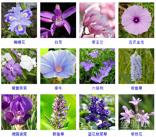 花的种类名称名字图片