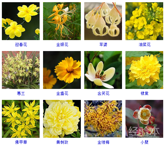 春天的花卉名称图片