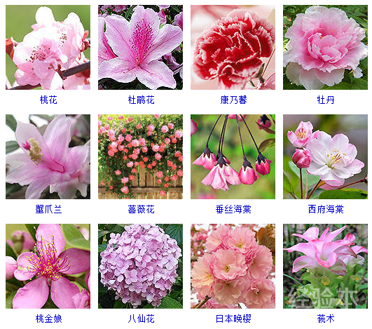 春天开的花花名常见图片