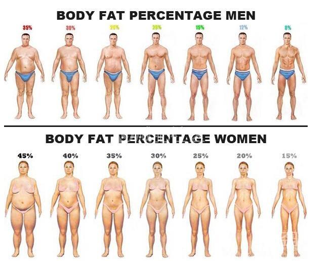 体脂率怎么计算敢算算你的体脂率是多少吗 运动经验本