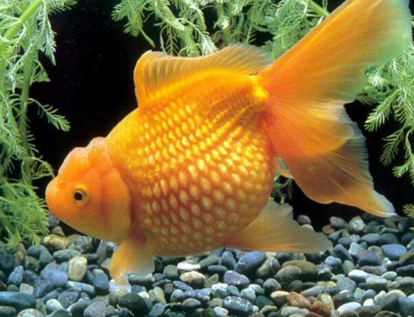金鱼为什么总是浮在水面上金鱼浮在水面上不下沉是什么病 兴趣经验本