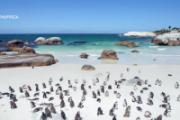 非洲开普顿企鹅，沙滩上摇曳的萌物