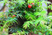 红豆杉的养殖方法和注意事项